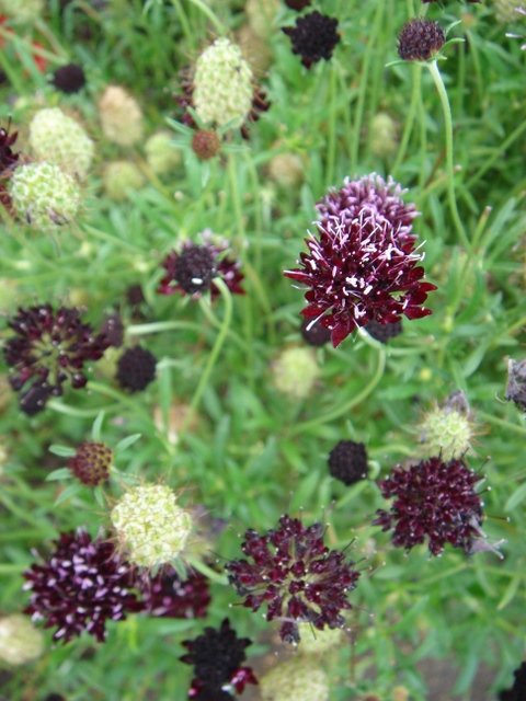 Scabiosa atropurpurea 'Chile Black'
